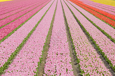 荷兰Noordwijk附近的郁金香田背景外观世界季节农村表面郁金香国家场地植物图片