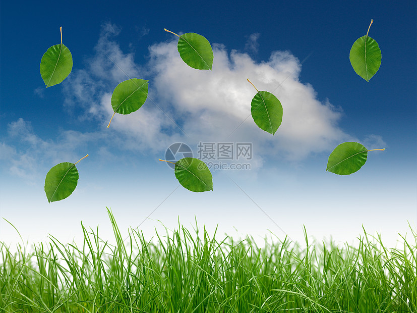 蓝天空天堂气候叶子院子臭氧园艺草地树叶蓝色天际图片