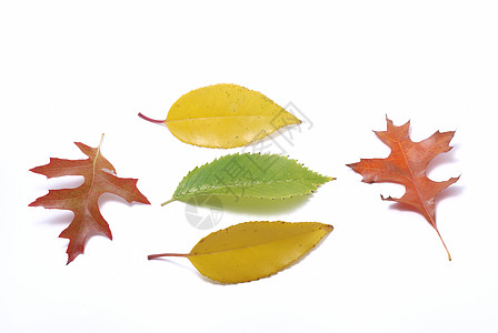 白背景上的叶子木头黄色植物绿色季节树叶棕色金子红色背景图片
