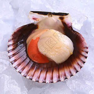 Raw Queen 冰上的扇贝照片鱼子海鲜贝壳美食食物美味海洋贝类宏观图片