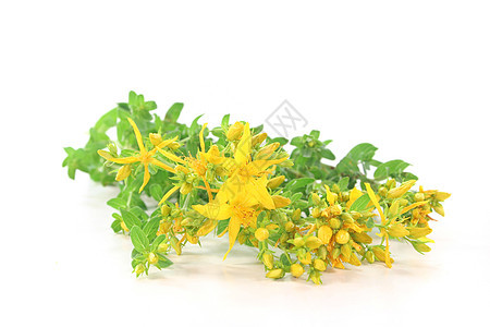 圣约翰的魔咒绿色白色草本植物叶子药品药材黄色植物图片
