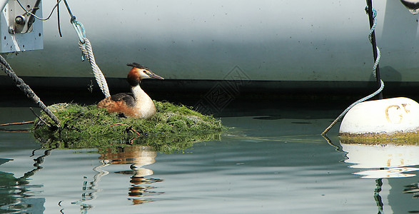 大红葡萄情况危急野生动物凤头鸭子反射荒野沼泽海洋图片
