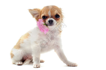 小小狗吉娃娃和花朵伴侣工作室白色犬类玫瑰动物棕色展示宠物图片