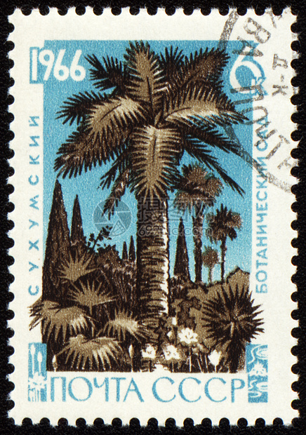 邮票上印在植物园的棕榈树图片