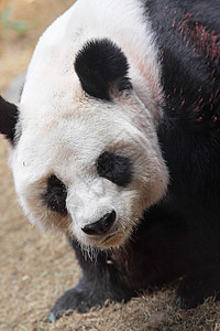 巨熊熊熊步行中心世界危害基金旅游公园冒充动物园游客姿势图片