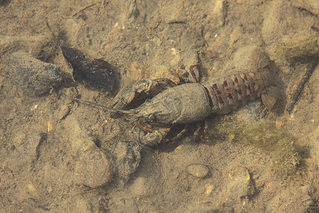 在其自然环境 水中出现龙虾尾巴生物学情调海鲜活力螃蟹野生动物天线潜水淡水图片