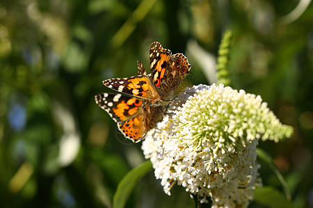 蝴蝶卡迪亚群岛橙子触角宏观黄油花园翅膀米格鳞翅目上行植物图片