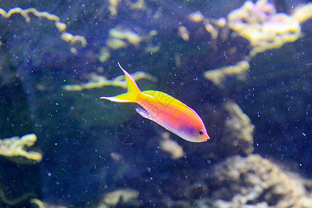 金金鱼世界橙子海洋金鱼深水金子图片