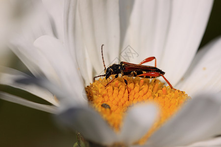 林瑙斯昆虫黄色甲虫亚麻宏观花粉红色昆虫学天线花瓣图片