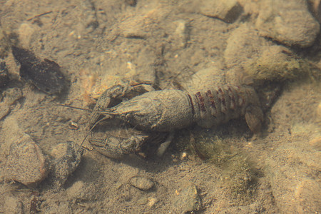 在其自然环境 水中出现龙虾眼睛异国生物学午餐海鲜溪流荒野啤酒情调胡子图片