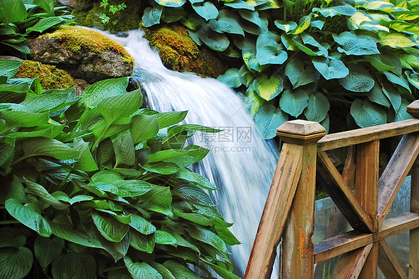 植物园瀑布公园玉簪叶子植物群植物花园树叶绿色图片