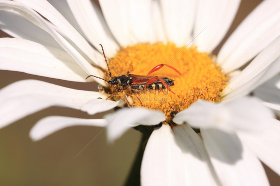 林瑙斯黄色天线生态动物昆虫甲虫昆虫学宏观花瓣红色图片