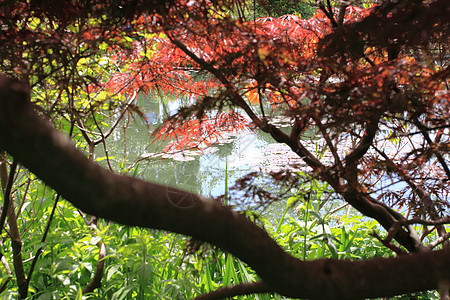 乐园中的河流植物池塘场景小路溪流叶子花园季节公园石头图片