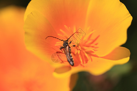 林瑙斯甲虫宏观花瓣动物亚麻生态长角牛花粉红色昆虫图片