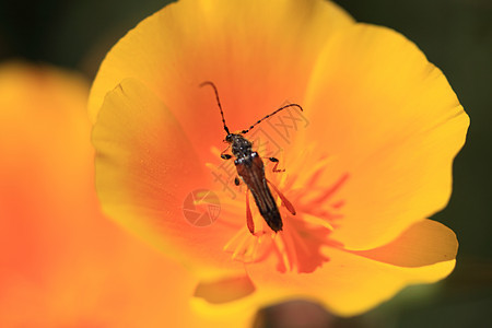 林瑙斯长角牛生态红色天线黄色亚麻昆虫螨虫宏观昆虫学图片