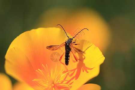 林瑙斯长角牛黄色红色螨虫昆虫生态亚麻动物甲虫宏观图片
