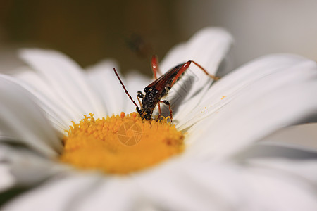 林瑙斯昆虫天线螨虫花瓣动物昆虫学红色长角牛黄色甲虫图片