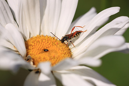林瑙斯亚麻昆虫动物宏观天线螨虫甲虫花瓣昆虫学花粉图片