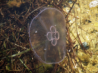 水母鱼漂浮生物动物群热带生活情调潜水游泳海蜇运动图片