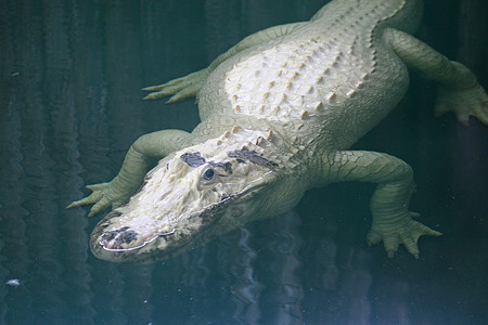 白色短鳄危险爬虫微笑动物园野生动物动物荒野食肉游泳牙齿图片