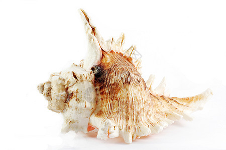 海壳珍珠潜水热带海洋贝类生物学白色野生动物图片