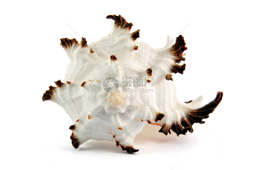 海壳潜水生物学贝类海洋白色热带野生动物珍珠图片