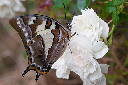 花朵上的燕尾蝴蝶背景图片