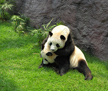 两只熊猫在玩图片
