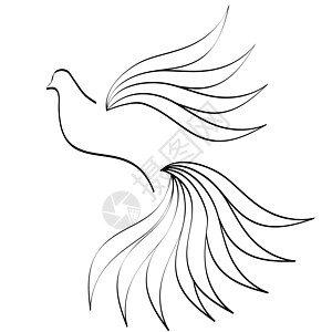 鸽子尾巴插图白色航班翅膀羽毛世界背景图片