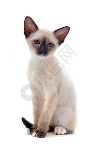 西亚小猫动物白色宠物爪子工作室图片