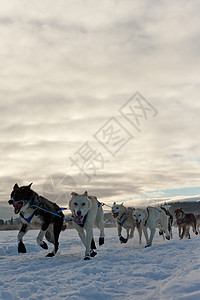 雪橇狗队拉着舌头阳光宠物团队背光呼吸糊状奉献荒野马具背景图片