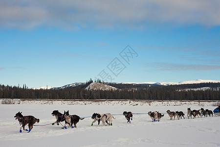 雪橇狗队拉着犬类雪橇竞赛速度冒险阳光呼吸背光宠物精神背景图片
