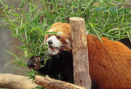 红熊猫树干生物公园动物园动物环境狐狸生活濒危热带图片