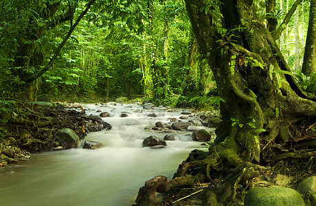 热带雨林和河流蕨类公园丛林森林季节植物波纹环境木头热带图片