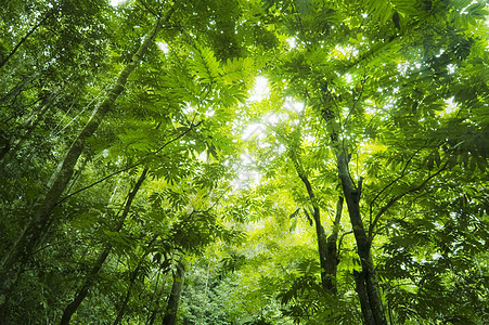 森林阳光叶子丛林日光环境太阳光光束植物群墙纸木头热带图片