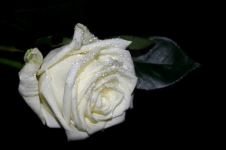 玫瑰带水滴幸福雨滴哀悼悲伤白色黑色植物情绪绿色背景图片