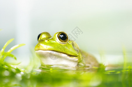 青蛙蟾蜍宏观动物群花园植物沼泽野生动物荒野生活热带图片