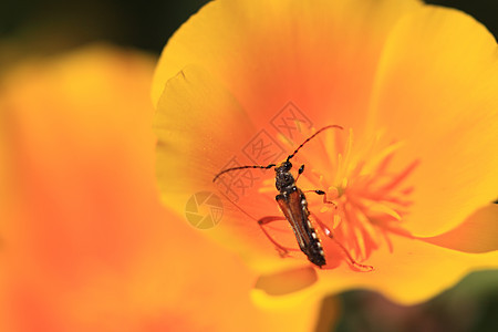 林瑙斯花瓣宏观螨虫动物天线昆虫甲虫黄色昆虫学红色图片