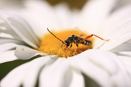 林瑙斯花粉生态甲虫昆虫红色长角牛螨虫天线黄色昆虫学图片