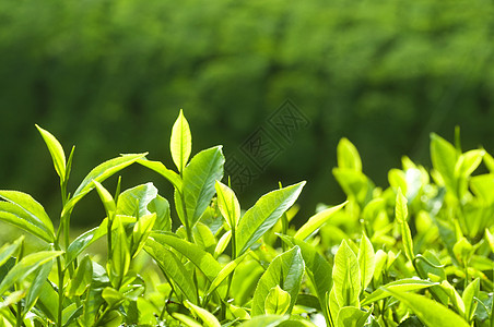 茶叶请假植物植物群种植园高地农田蔬菜农场季节宏观草本植物图片
