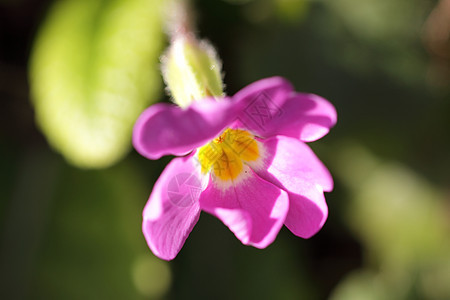 长草本植物花瓣叶子野花树叶春花花店宏观蓝色植物图片