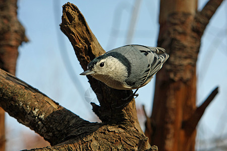 白胸卡罗伦西人杂志种子栖息野生动物荒野观鸟者鸟类森林羽毛动物图片