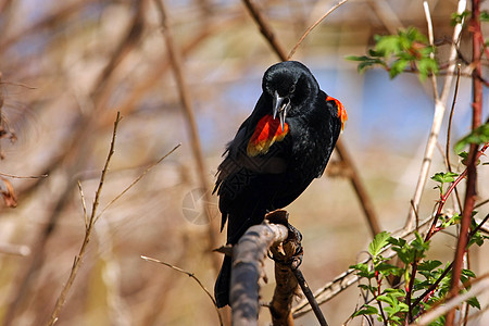红翼黑鸟阿亚莱乌斯翅膀栖息鸟类橙子紫斑女性荒野观鸟尾巴动物图片