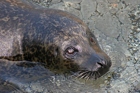 密封海豹休息动物眼睛哺乳动物背景图片