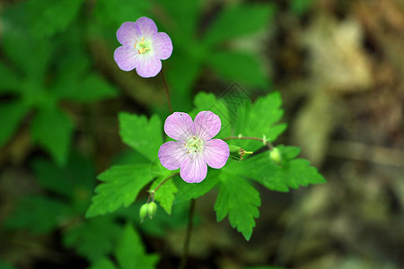 野花荒野晴天植物群森林生长植被花朵花束园艺绿色植物图片