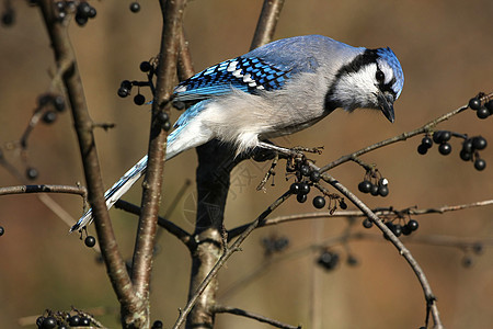 蓝杰林地鸟类栖息羽毛波峰森林动物蓝色眼睛荒野图片