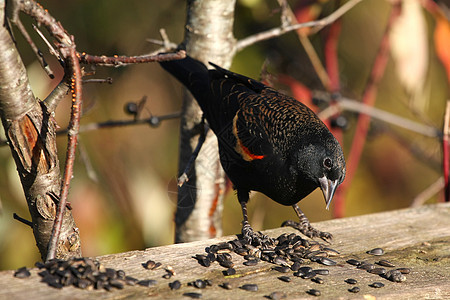 红翼黑鸟男性森林羽毛翅膀鸟类热带女性尾巴橙子沼泽动物图片