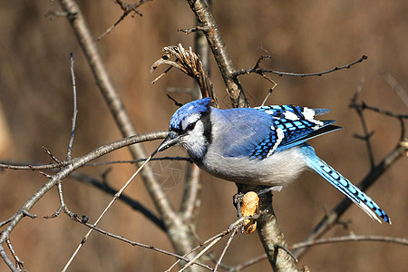 蓝鸟林地眼睛鸟类森林动物观鸟蓝色野生动物栖息翅膀图片