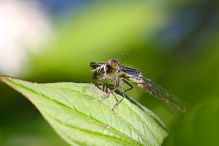 东叉尾自行雌海鲜饭蓝色漏洞捕食者杂草眼睛花园蜻蜓池塘树叶图片