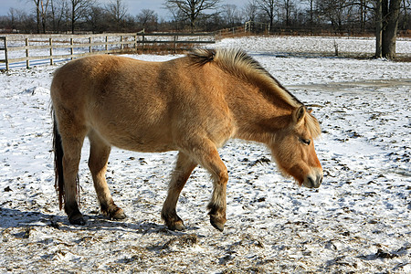 挪威浮轮马农场峡湾野生动物家畜哺乳动物马术骑术竞赛涉水鹿皮图片